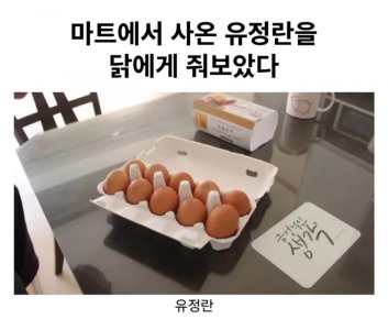 마트에서 사온 유정란을 닭에게 줘보았다